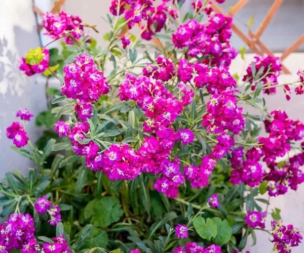 Vila Elianthos Luxury Tsoukaládhes